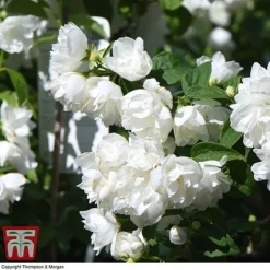 Philadelphus 'Virginal' 13 Philadelphus 'Virginal' -Florist Zone PHIL T68144 J