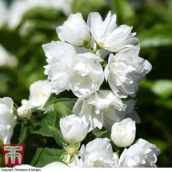 Philadelphus 'Virginal' 14 Philadelphus 'Virginal' -Florist Zone PHIL T68144 K