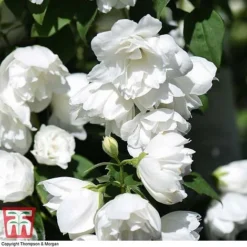 Philadelphus 'Virginal' 16 Philadelphus 'Virginal' -Florist Zone PHIL T68144 M