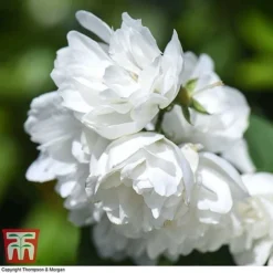 Philadelphus 'Virginal' 17 Philadelphus 'Virginal' -Florist Zone PHIL T68144 N
