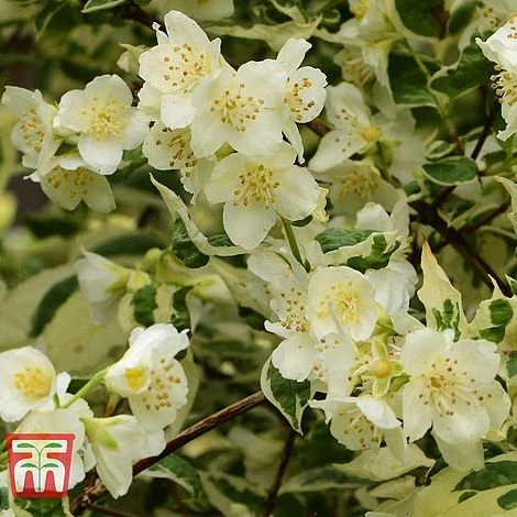 Philadelphus Coronarius 'Variegatus' 2 Philadelphus Coronarius 'Variegatus' - Image 2