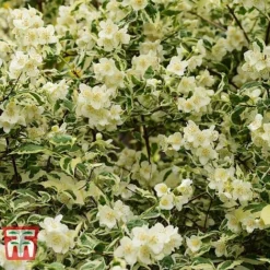 Philadelphus Coronarius 'Variegatus' 6 Philadelphus Coronarius 'Variegatus' -Florist Zone PHIL t66367 D