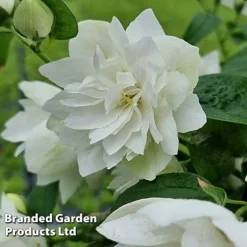 Philadelphus 'Pearls Of Perfume' -Florist Zone PHIL PEARLPERF H41548