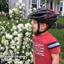 Philadelphus 'Pearls Of Perfume' -Florist Zone PHIL PEARLPERF H41553