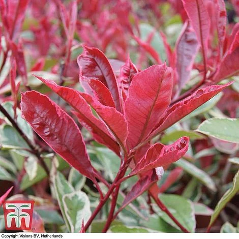 Photinia X Fraseri 'Pink Marble' 2 Photinia X Fraseri 'Pink Marble' - Image 2