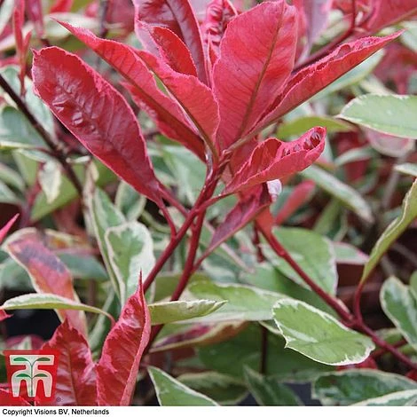 Photinia X Fraseri 'Pink Marble' 4 Photinia X Fraseri 'Pink Marble' - Image 4