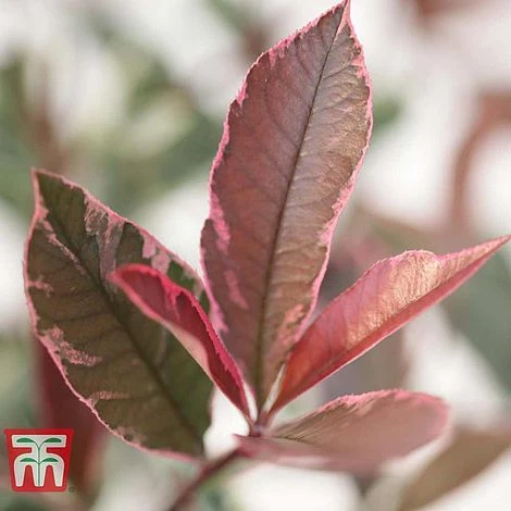 Photinia X Fraseri 'Pink Marble' 3 Photinia X Fraseri 'Pink Marble' - Image 3