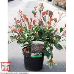 Photinia Fraseri 'Little Red Robin' -Florist Zone PHOT T68445 B