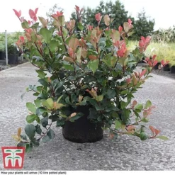 Photinia Fraseri 'Little Red Robin' -Florist Zone PHOT T68445 C