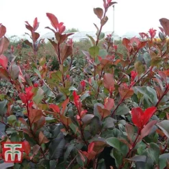 Photinia Fraseri 'Little Red Robin'