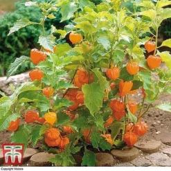 Everlasting Perennial Collection -Florist Zone PHYS 10631 A2