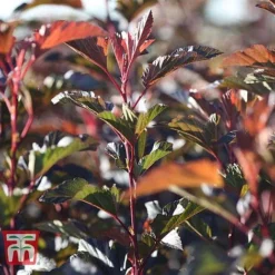 Physocarpus Opulifolius 'Diable D'Or' 7 Physocarpus Opulifolius 'Diable D'Or' -Florist Zone PHYS T58248 B