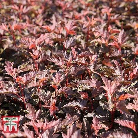 Physocarpus Opulifolius 'Diable D'Or' 1 Physocarpus Opulifolius 'Diable D'Or'