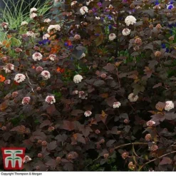 Physocarpus Opulifolius 'Lady In Red' -Florist Zone PHYS T58482 D