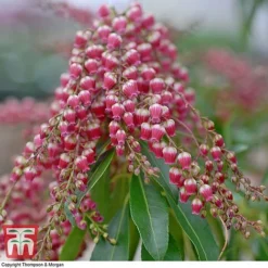 Pieris Japonica 'Passion' -Florist Zone PIER T58041 C