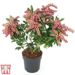 Pieris Japonica 'Passion' -Florist Zone PIER T58041 E