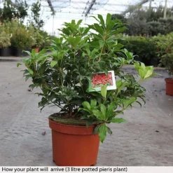 Pieris Japonica 'Mountain Fire' -Florist Zone PIER T74278 A h