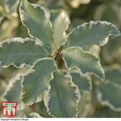 Pittosporum Tenuifolium 'Variegatum' -Florist Zone PITT T80318 B