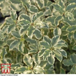 Pittosporum Tenuifolium 'Variegatum' -Florist Zone PITT T80318 D
