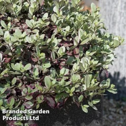 Pittosporum Tenuifolium 'Bannow Bay' -Florist Zone PITT BANNOWBAY S51057