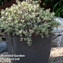 Pittosporum Tenuifolium 'Bannow Bay' -Florist Zone PITT BANNOWBAY S51058