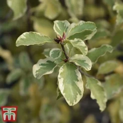 Pittosporum Tenuifolium 'Variegatum' -Florist Zone PITT VARIEGATU W34587 TM