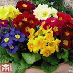 Polyanthus Eliator 'Crescendo® Mixed' F1 Hybrid -Florist Zone POLY P6186 B