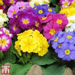 Polyanthus Eliator 'Crescendo® Mixed' F1 Hybrid -Florist Zone POLY P6186 D