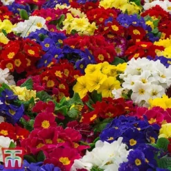 Polyanthus Eliator 'Crescendo® Mixed' F1 Hybrid -Florist Zone POLY P6186 E