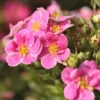 Potentilla Fruticosa 'Pink Paradise'