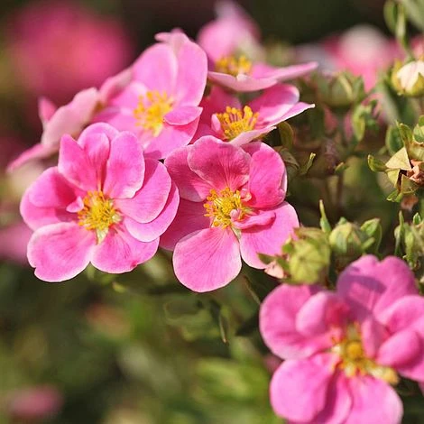 Potentilla Fruticosa 'Pink Paradise' 1 Potentilla Fruticosa 'Pink Paradise'