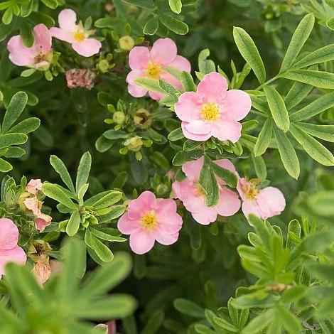 Potentilla Fruticosa 'Pink Paradise' 2 Potentilla Fruticosa 'Pink Paradise' - Image 2
