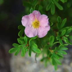Potentilla Fruticosa 'Pink Paradise' 5 Potentilla Fruticosa 'Pink Paradise' -Florist Zone POTE T58122 C