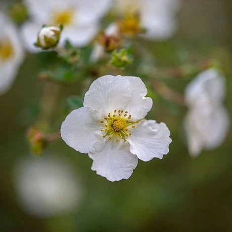 Potentilla Fruticosa 'Abbotswood' 3 Potentilla Fruticosa 'Abbotswood' - Image 3