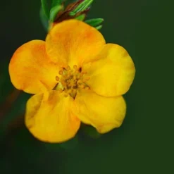 Potentilla Fruticosa 'Mango Tango' 5 Potentilla Fruticosa 'Mango Tango' -Florist Zone POTE T62076 B