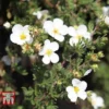 Potentilla Fruticosa 'White Lady'