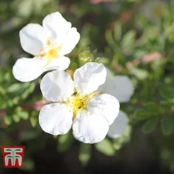 Potentilla Fruticosa 'White Lady' -Florist Zone POTE T62078 D