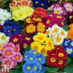 Primrose 'Alaska Improved Mixed' -Florist Zone PRIM T10222 E