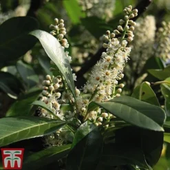 Prunus Laurocerasus 'Etna' -Florist Zone PRUN T58250 C