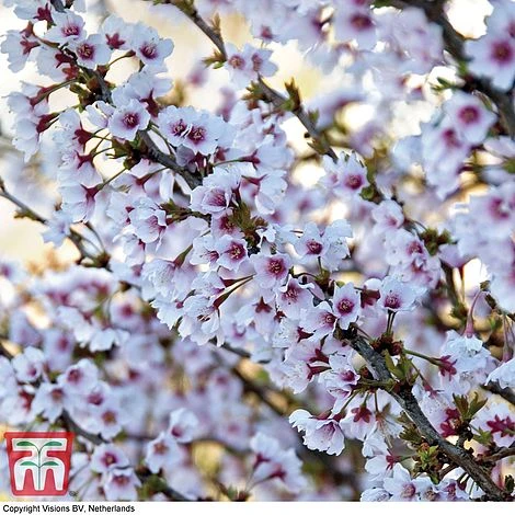 Prunus Incisa 'Kojo-No-Mai' 1 Prunus Incisa 'Kojo-No-Mai'