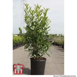 Prunus Laurocerasus 'Caucasica' -Florist Zone PRUN T66412T C