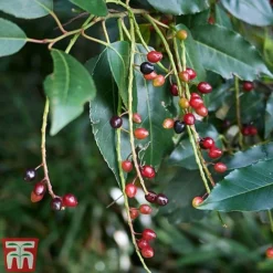 Prunus Lusitanica 7 Prunus Lusitanica -Florist Zone PRUN T66415T C