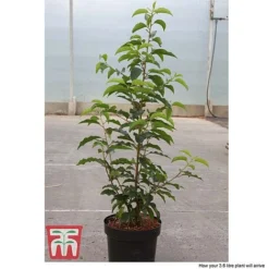 Prunus Lusitanica 8 Prunus Lusitanica -Florist Zone PRUN T66415T D