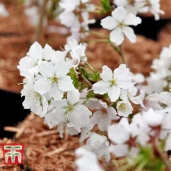 Prunus Nipponica 'Brilliant' -Florist Zone PRUN T66417 C