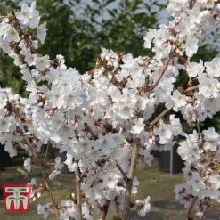 Prunus Nipponica 'Brilliant' -Florist Zone PRUN T66417 D