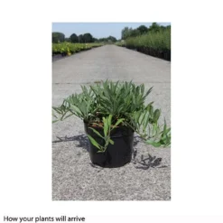 Prunus Pumila 'Depressa'