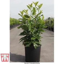 Prunus Laurocerasus 'Novita' -Florist Zone PRUN T68172 C1