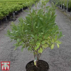 Prunus Tenella 'Fire Hill' -Florist Zone PRUN TKA3410 A