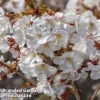 Prunus Incisa 'Mikinori'