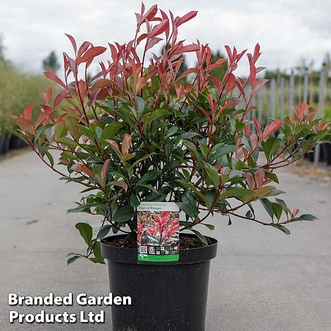 Photinia X Fraseri 'Carré Rouge' 1 Photinia X Fraseri 'Carré Rouge'